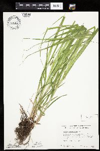 Carex cephaloidea image