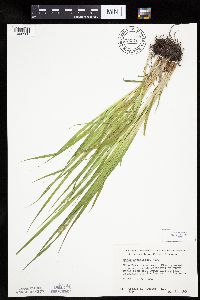 Carex cephaloidea image