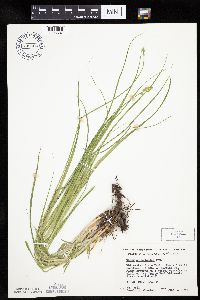 Carex cephaloidea image