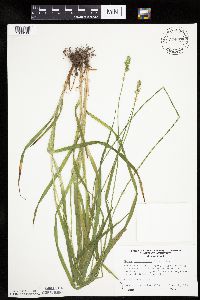 Carex cephaloidea image