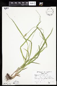 Carex cephaloidea image