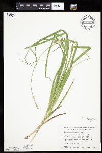 Carex cephaloidea image