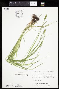 Carex cephaloidea image