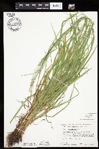 Carex cephaloidea image