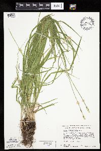 Carex cephaloidea image