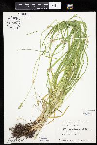 Carex cephaloidea image