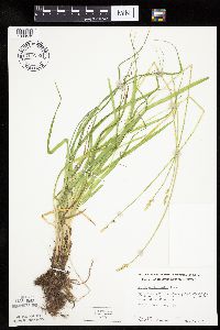 Carex cephaloidea image