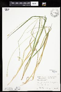 Carex cephaloidea image