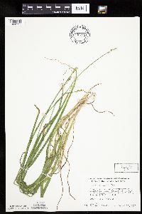 Carex cephaloidea image