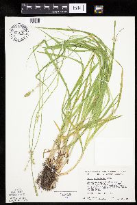 Carex cephaloidea image
