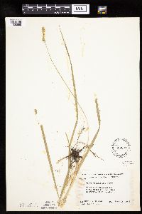 Carex cephaloidea image
