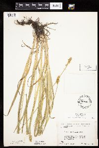 Carex cephaloidea image