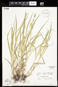 Carex cephaloidea image
