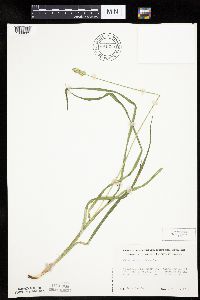 Carex cephaloidea image
