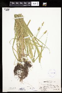 Carex cephaloidea image