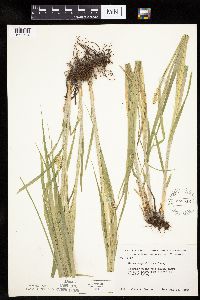 Carex cephaloidea image