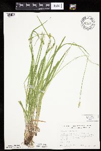 Carex cephaloidea image