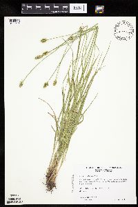 Carex cephalophora image