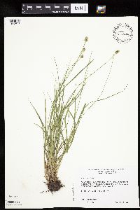 Carex cephalophora image