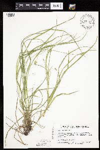 Carex cephalophora image