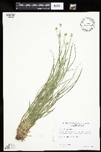 Carex cephalophora image