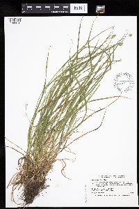 Carex cephalophora image