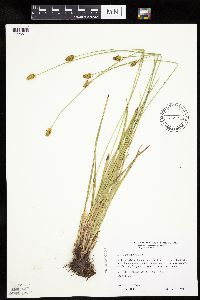 Carex cephalophora image