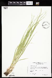 Carex cephalophora image