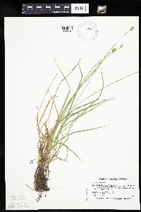 Carex cephalophora image