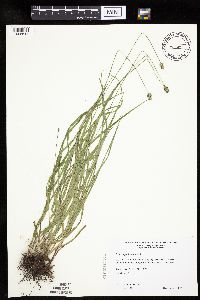 Carex cephalophora image