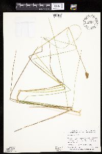 Carex cephalophora image
