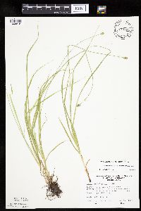 Carex cephalophora image