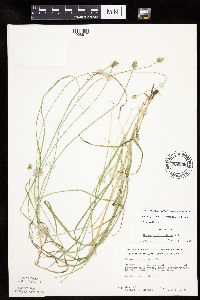 Carex cephalophora image