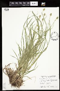 Carex cephalophora image
