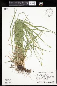 Carex cephalophora image