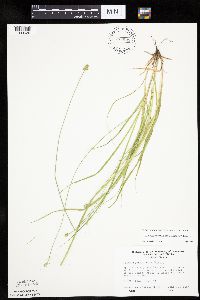 Carex cephalophora image