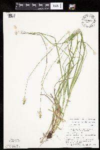 Carex cephalophora image