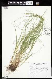 Carex cephalophora image