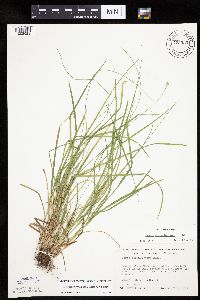 Carex cephalophora image