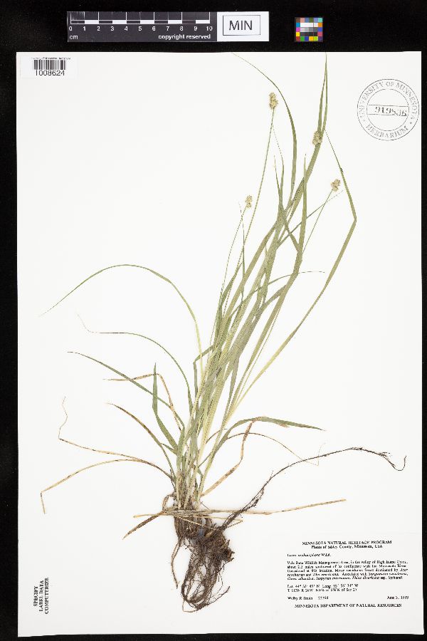 Carex cephalophora image