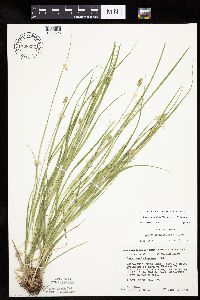 Carex cephalophora image