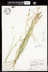 Carex cephalophora image