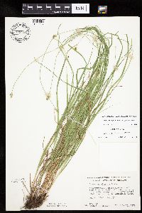 Carex cephalophora image