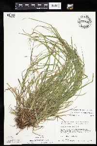 Carex cephalophora image