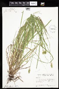 Carex cephalophora image