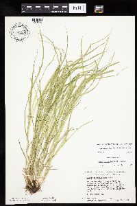Carex cephalophora image