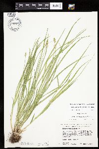 Carex cephalophora image