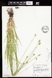 Carex cephalophora image