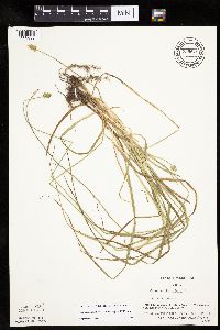 Carex cephalophora image