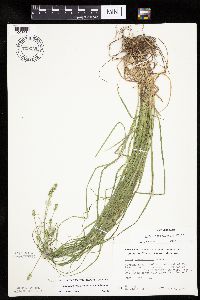 Carex cephalophora image